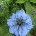 Nigella damascaena fleur